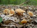 Gymnopus dryophilus-amf473